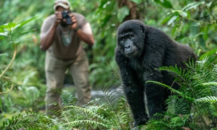 A man taking a photo of a gorilla in Bwindi