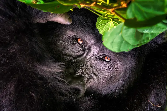 A gorilla's face wrapped in leaves