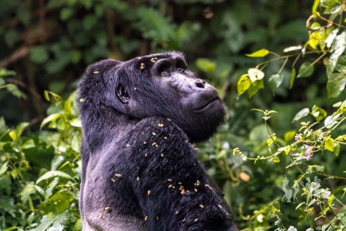 A gorilla looking at the sky