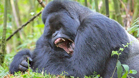 A fierce gorilla with mouth open
