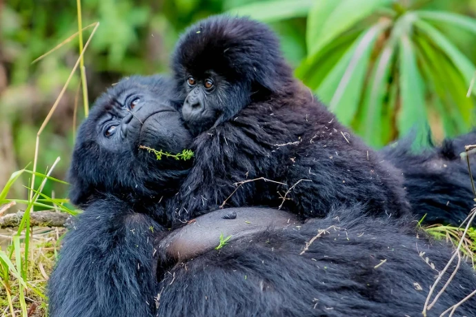 Gorilla mother and infant in Bwindi