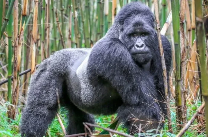 A gorilla silverback in Mgahinga