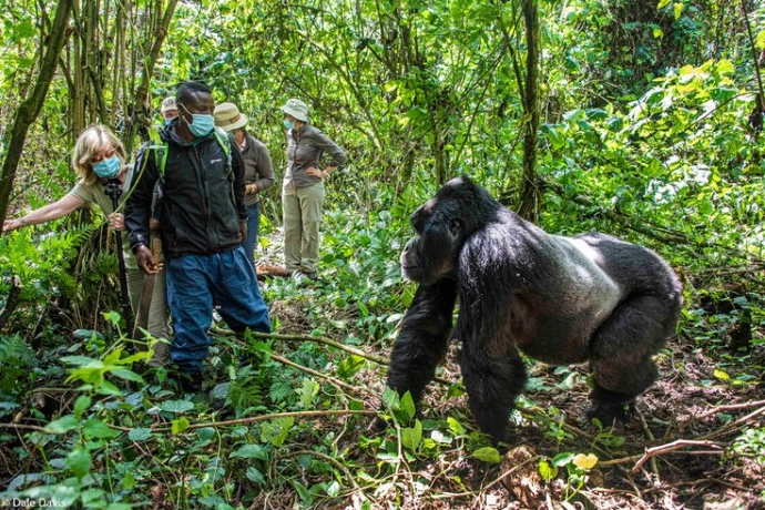 Gorilla trekking encounter in Bwindi, Uganda