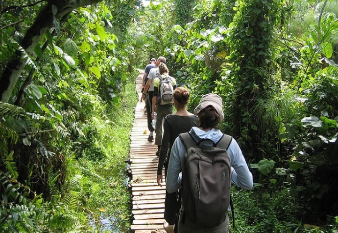Gorilla trekking walk in Bwindi