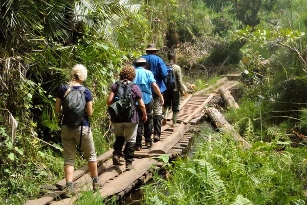 A canopy walk by tourists in Kibale