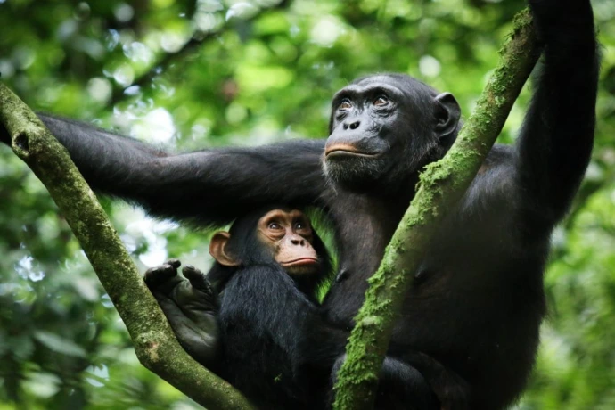 A chimpanzee and its baby on a branch