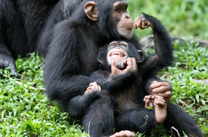 a baby chimpanzee and mother in Kibale