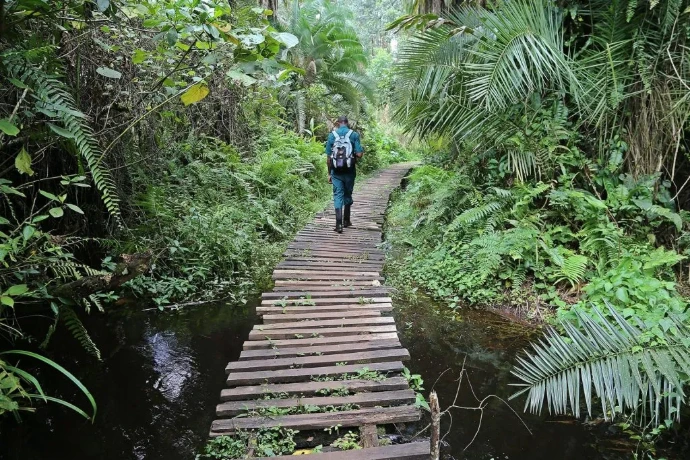 Canopy walk in Kibale National Park