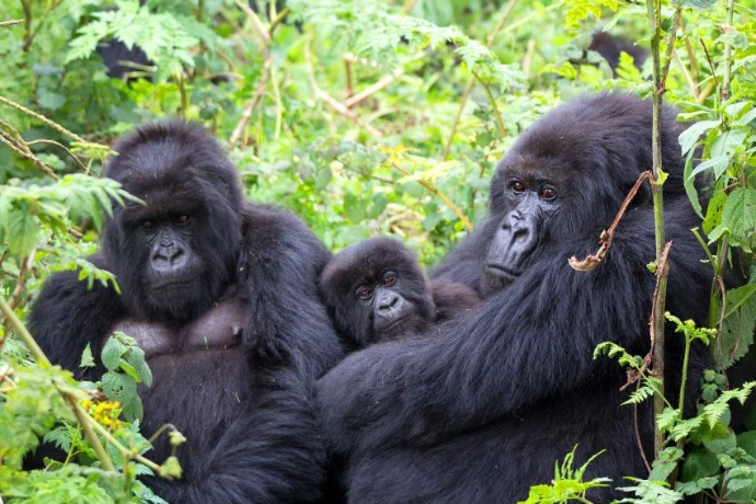 Gorilla family in Bwindi forest