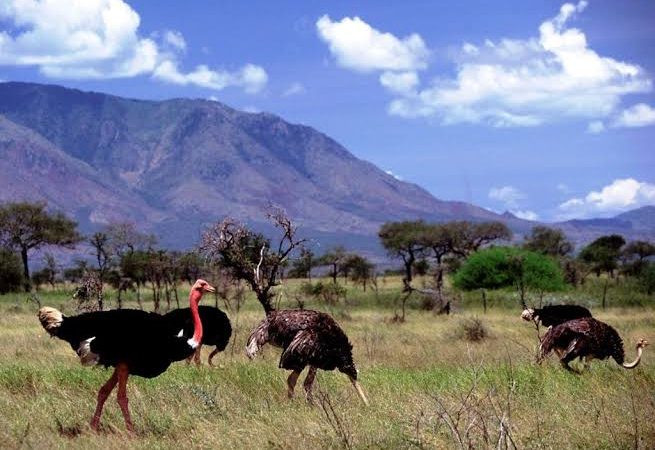 ostriches in Kidepo Valley National Park