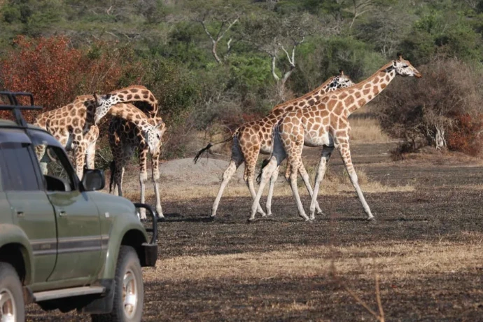 a safari game drive encounter of giraffes in Lake Mburo National Park