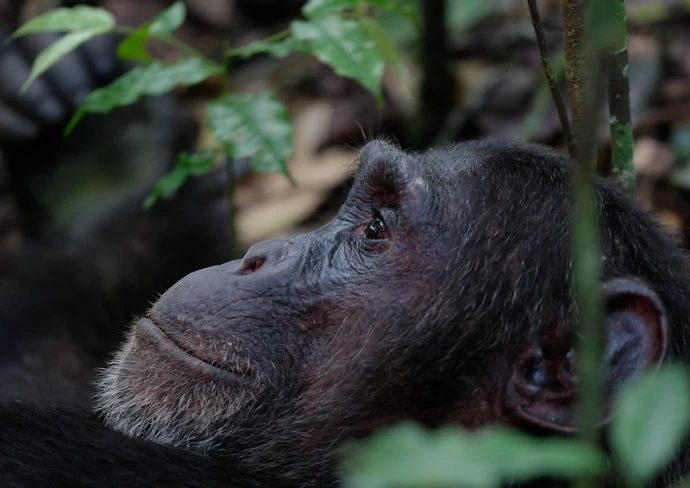 A chimpanzee looking up in Kibale