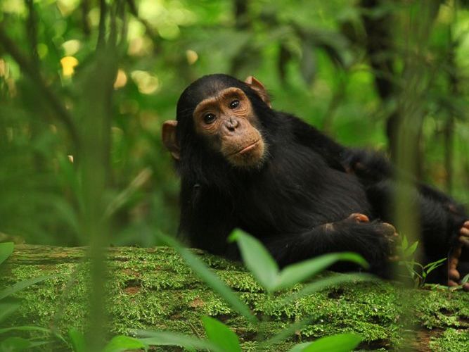 A chimpanzee gazing in Kibale