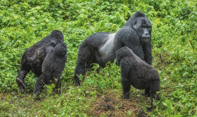 Gorilla silverback with his family in Bwindi