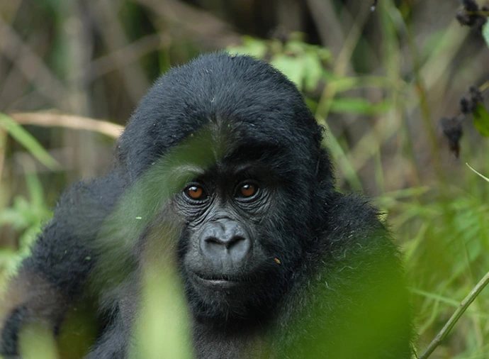 Gorilla portrait in Bwindi
