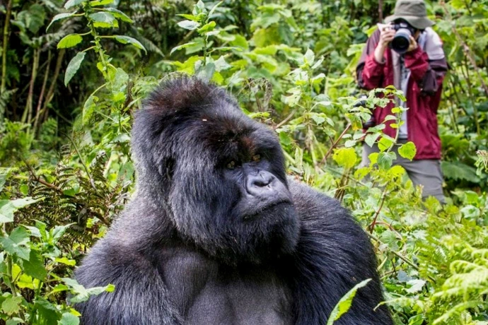A man taking photo of gorilla in Bwindi